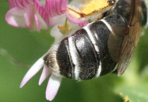 Réf. 323 817 : Andrena ovata